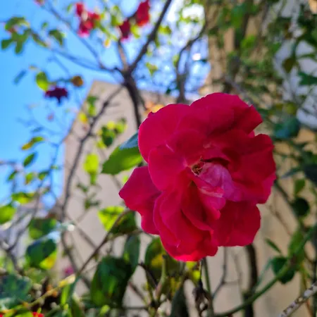 Violeta *