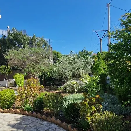 Violeta クサミル