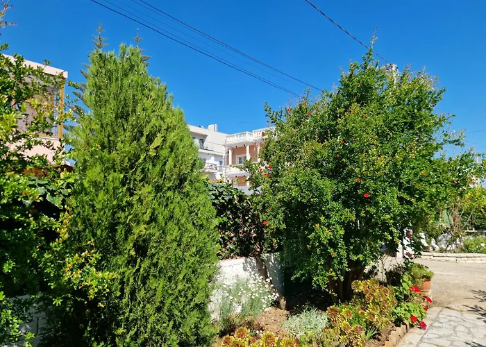 Violeta 卡萨米尔