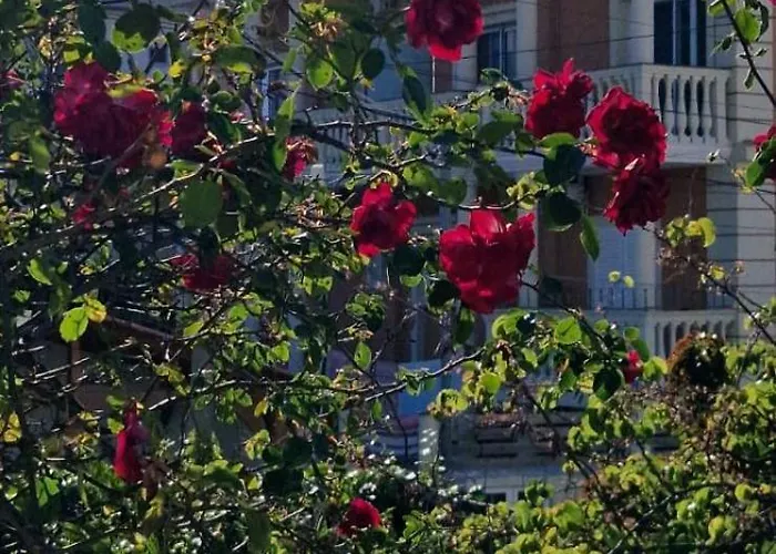 Violeta * 卡萨米尔